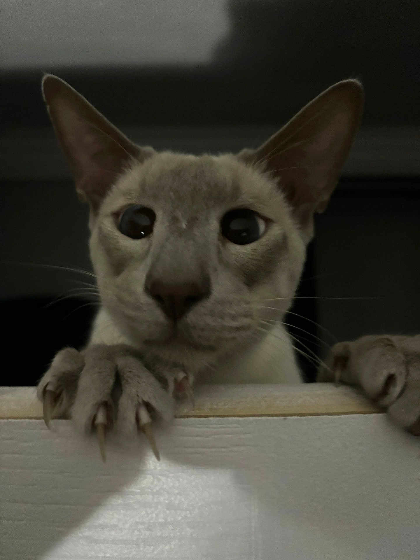 Loki joined the competition — help win amazing prizes! cat, animal, pet, claws, ears, whiskers, face, eyes, closeup, curious, indoor, feline, fur, paw, nails, looking, dark, shadow, texture, focus