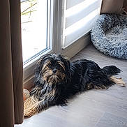 Athéna a rejoint le concours — aidez-le/la à gagner de superbes lots ! dog, indoor, floor, window, curtain, dog_bed, sunlight, pet, fur, animal, resting, relaxed, cozy, home, wooden_floor, black_dog, tan_dog, long_hair, laying_down, bright