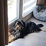 dog, indoor, floor, window, curtain, dog_bed, sunlight, pet, fur, animal, resting, relaxed, cozy, home, wooden_floor, black_dog, tan_dog, long_hair, laying_down, bright