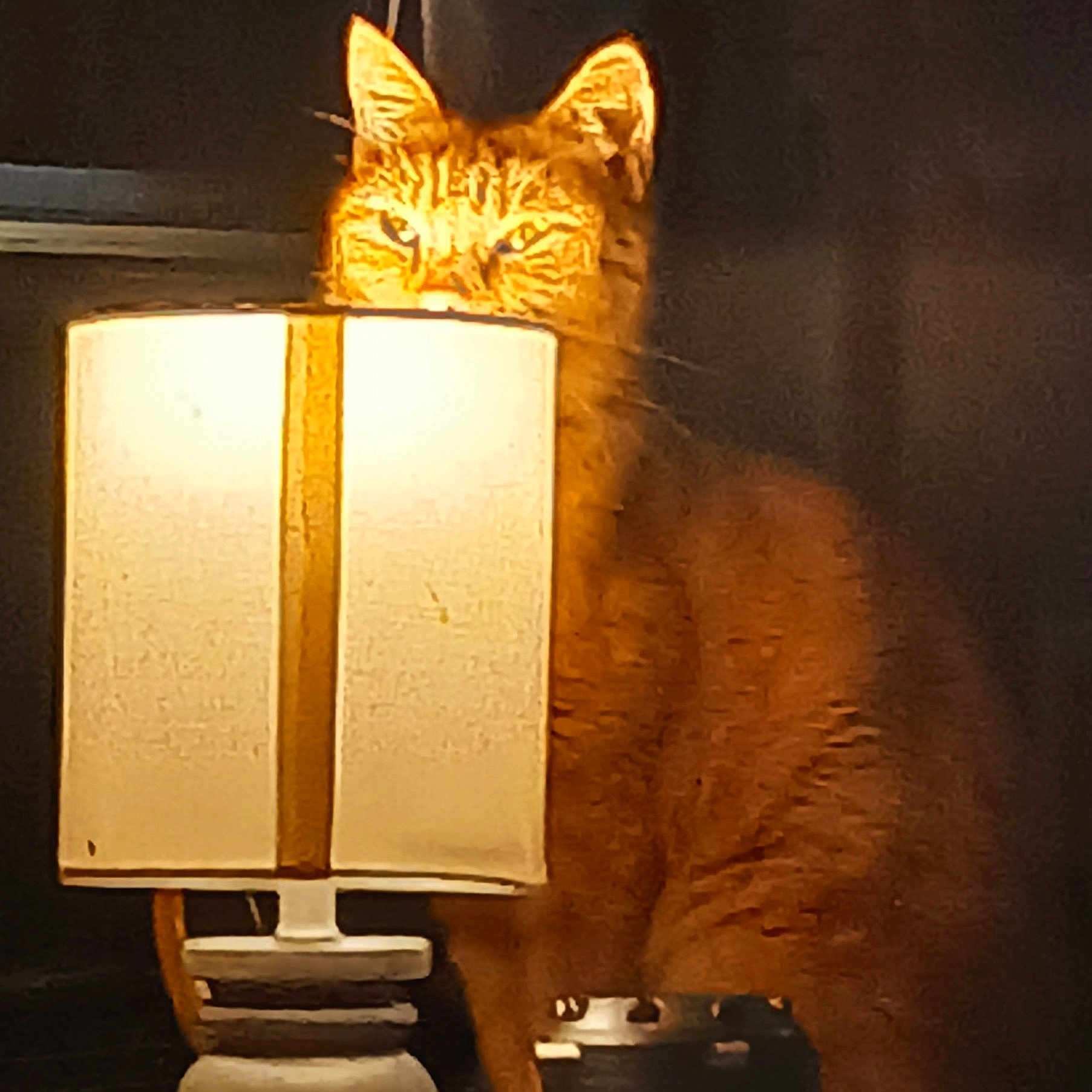 Mr.fritz