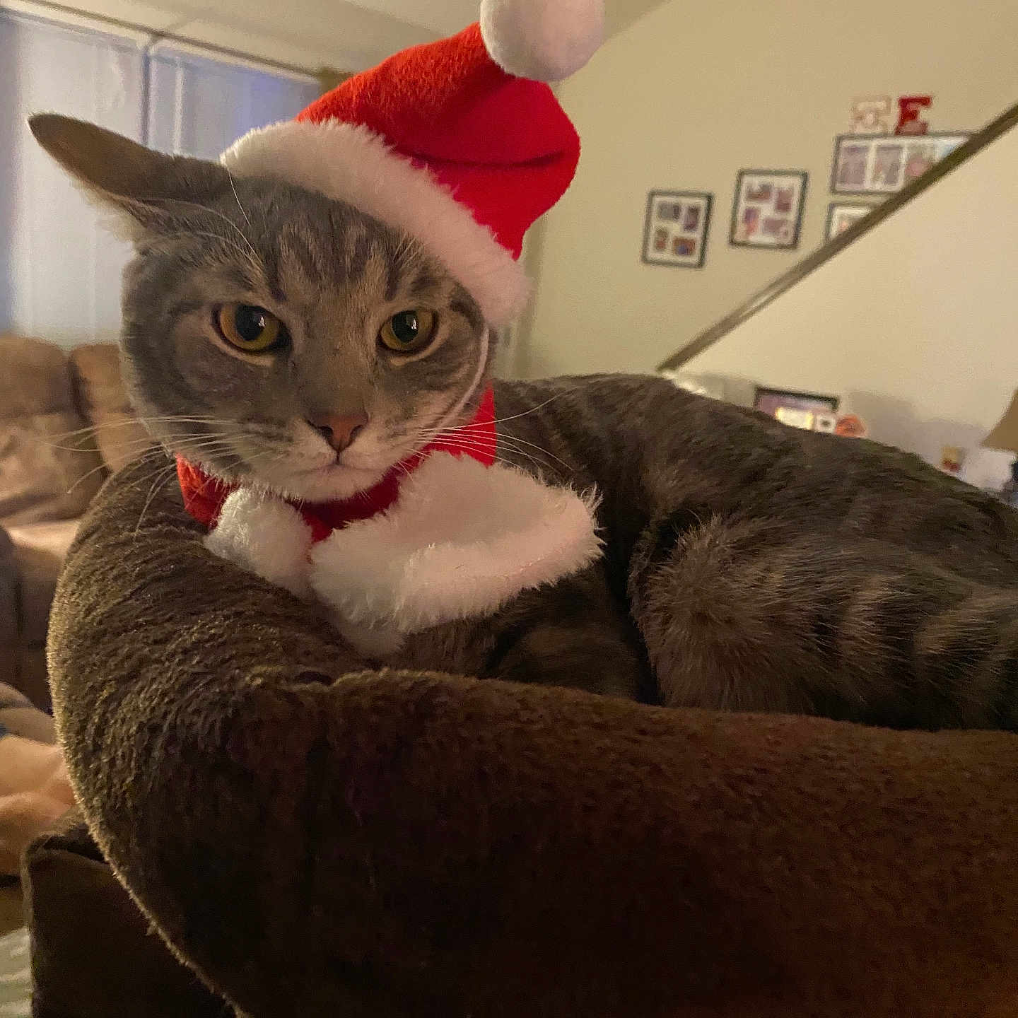 Bbb joined the competition — help win amazing prizes! animal, brown, cat, cozy, cute, decor, ears, feline, festive, holiday, home, indoor, living_room, pet_bed, plush, portrait, relaxed, santa_hat, tabby_cat, whiskers