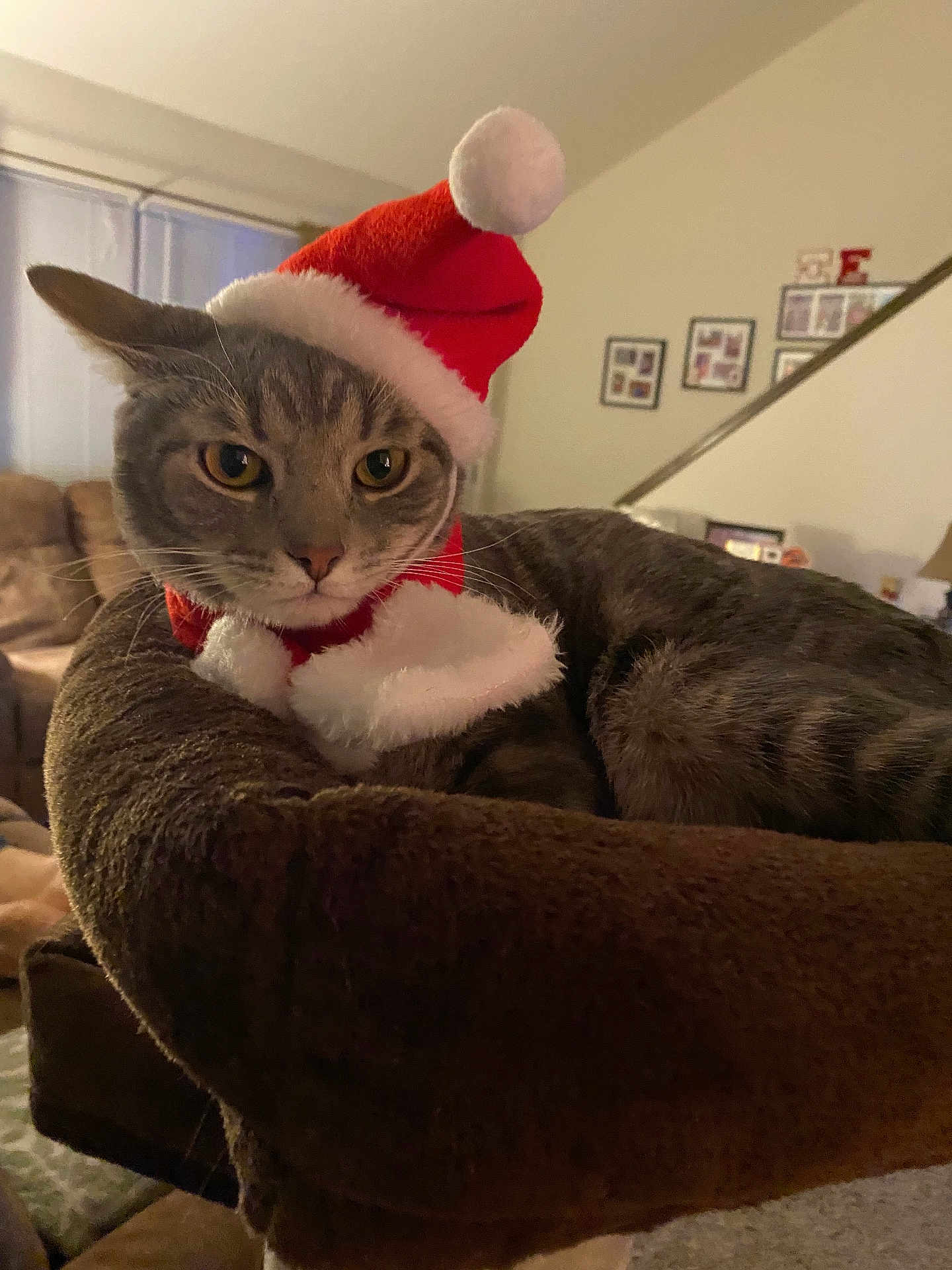 Bbb joined the competition — help win amazing prizes! cat, tabby_cat, santa_hat, holiday, festive, pet_bed, indoor, living_room, plush, brown, cozy, feline, animal, portrait, decor, home, relaxed, cute, whiskers, ears