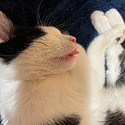 Little is registered to the contest to win money with this photo: cat, black_and_white, sleeping, tongue_out, whiskers, feline, fur, paw, cozy, blanket, close_up, cute, pet, animal, resting, indoor, soft, relaxed, face, sleep