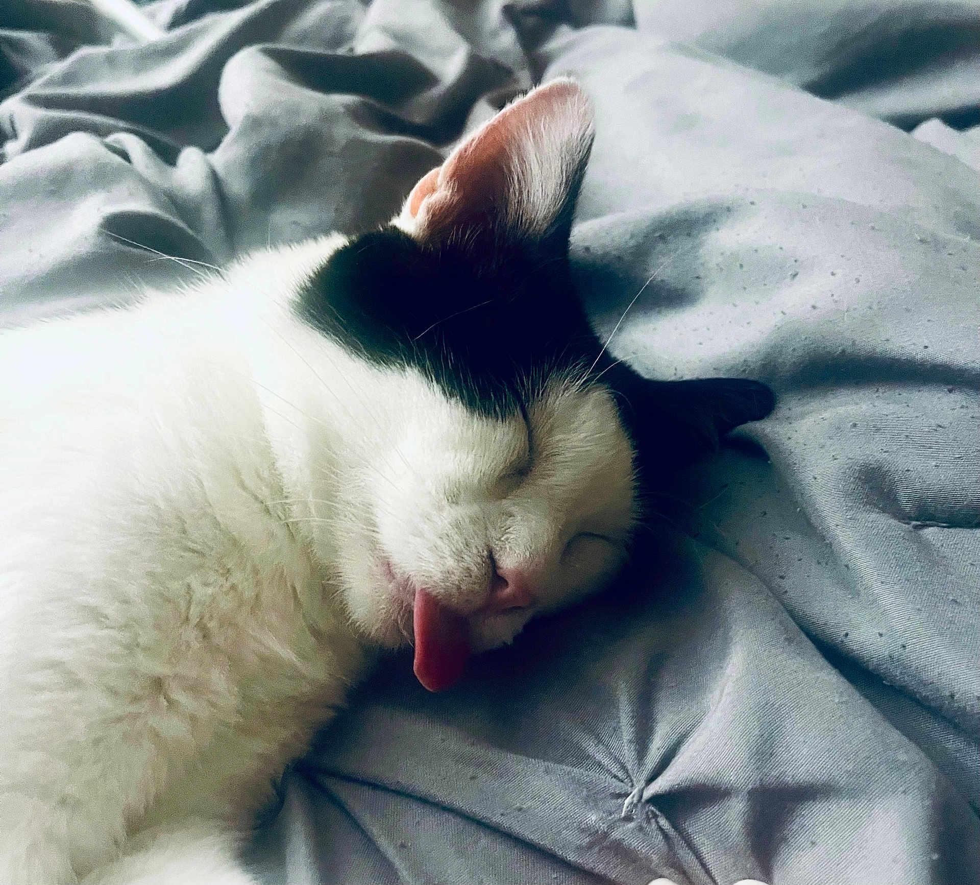 Little is registered to the contest to win money with this photo: cat, sleeping, tongue_out, bed, blanket, fur, pet, cute, relaxed, resting, animal, domestic_animal, whiskers, black_and_white, closeup, indoors, cozy, nap, soft, feline