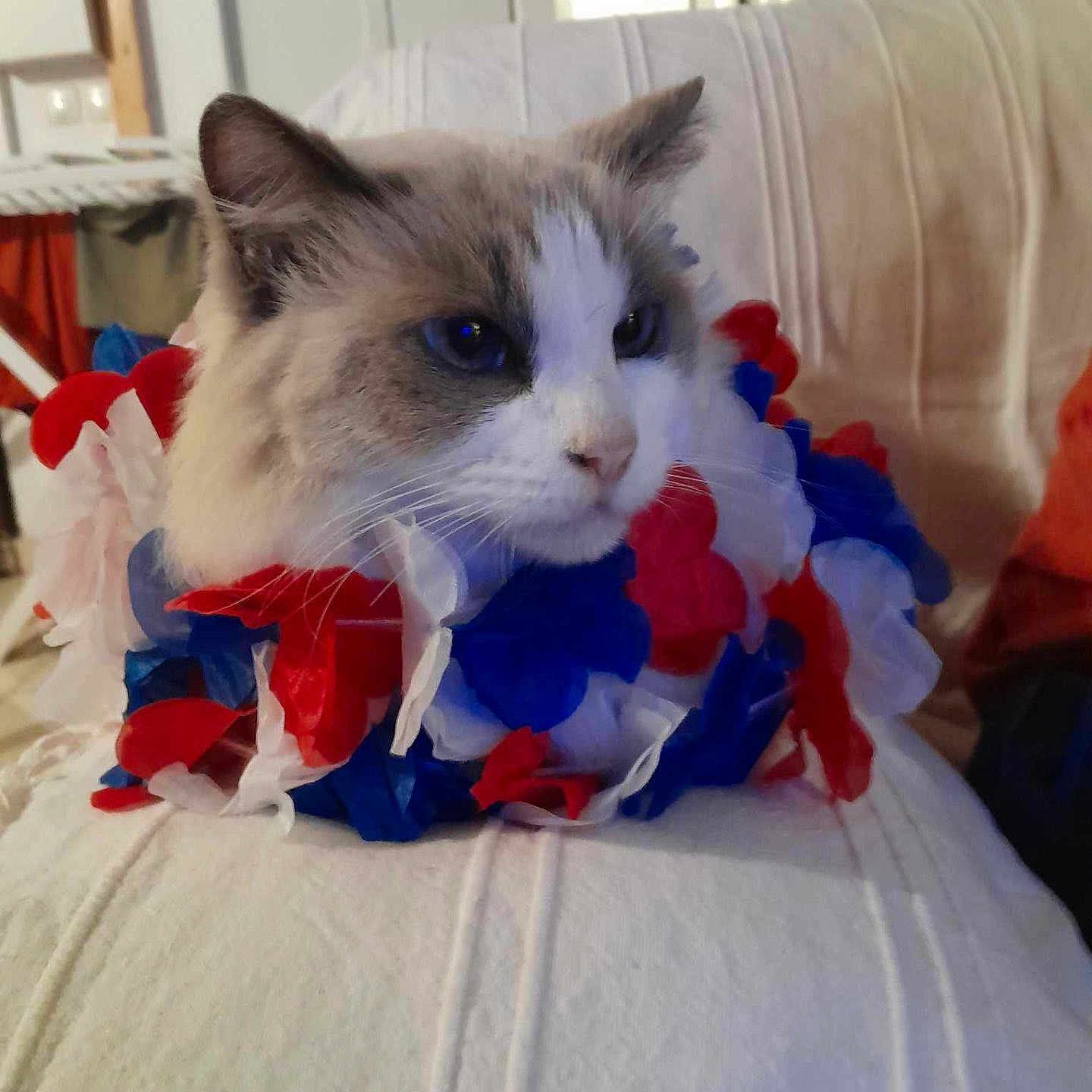 Canel a rejoint le concours — aidez-le/la à gagner de superbes lots ! accessories, animal, architecture, cat, couch, cushion, face, flower, flowerarrangement, flowerbouquet, furniture, head, homedecor, person, pet, petal, photography, plant, portrait, pottedplant