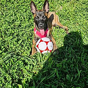 Aïka participe au concours pour gagner de l'argent avec cette photo : dog, grass, soccer_ball, outdoor, sunlight, shadow, pet, playful, animal, greenery, canine, summer, field, ears, tongue_out, harness, nature, recreation, toy, fun