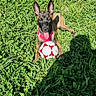 dog, grass, soccer_ball, outdoor, sunlight, shadow, pet, playful, animal, greenery, canine, summer, field, ears, tongue_out, harness, nature, recreation, toy, fun
