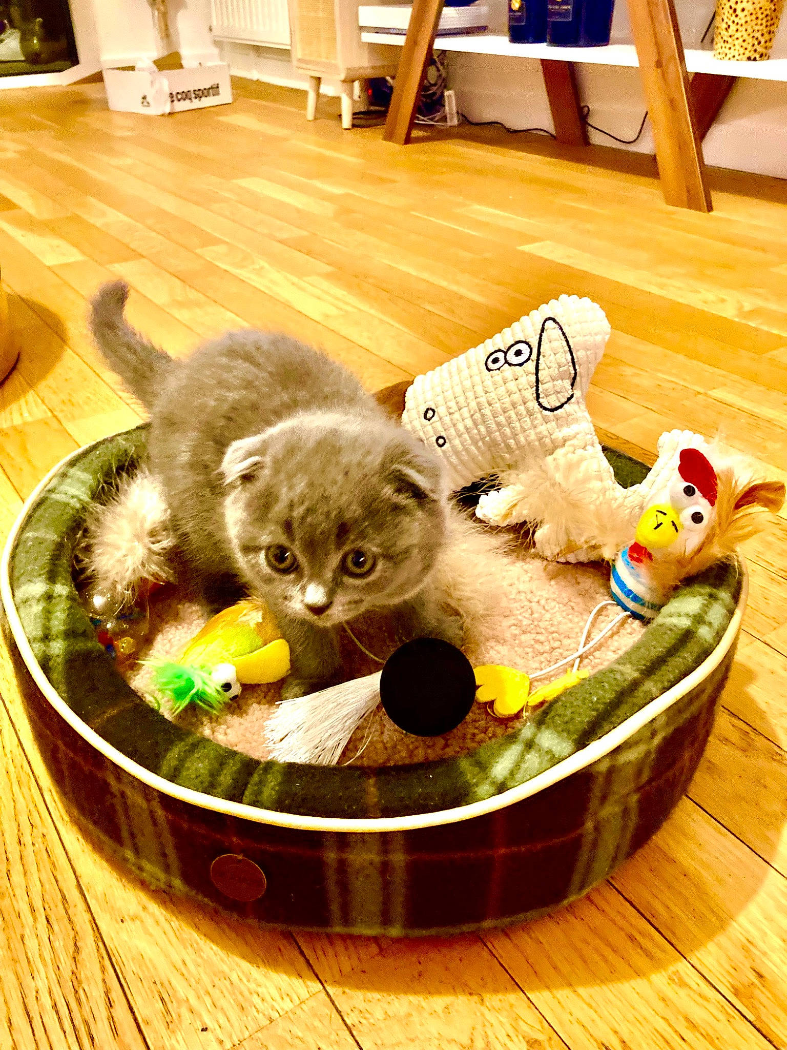 Kitsuné participe au concours pour gagner de l'argent avec cette photo : basket, bowl, carnivore, cat, cat_supply, domestic_short_haired_cat, fawn, felidae, flooring, fur, hardwood, houseplant, mammal, pet_food, pet_supply, small_to_medium_sized_cats, tail, vertebrate, whiskers, wood