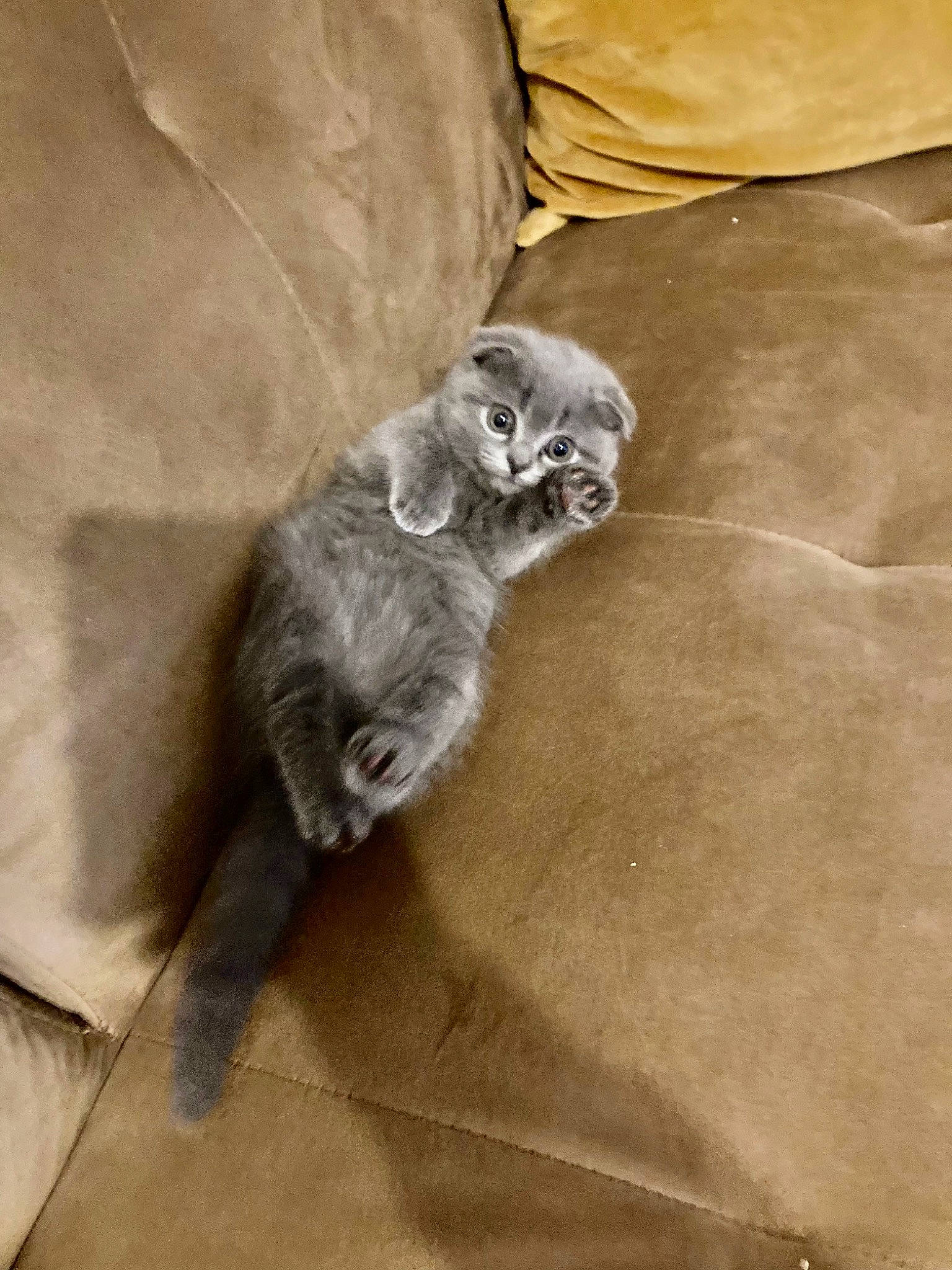 Kitsuné a rejoint le concours — aidez-le/la à gagner de superbes lots ! carnivore, cat, claw, comfort, domestic_short_haired_cat, fawn, felidae, flooring, foot, fur, grey, hardwood, paw, small_to_medium_sized_cats, snout, tail, terrestrial_animal, whiskers, wood