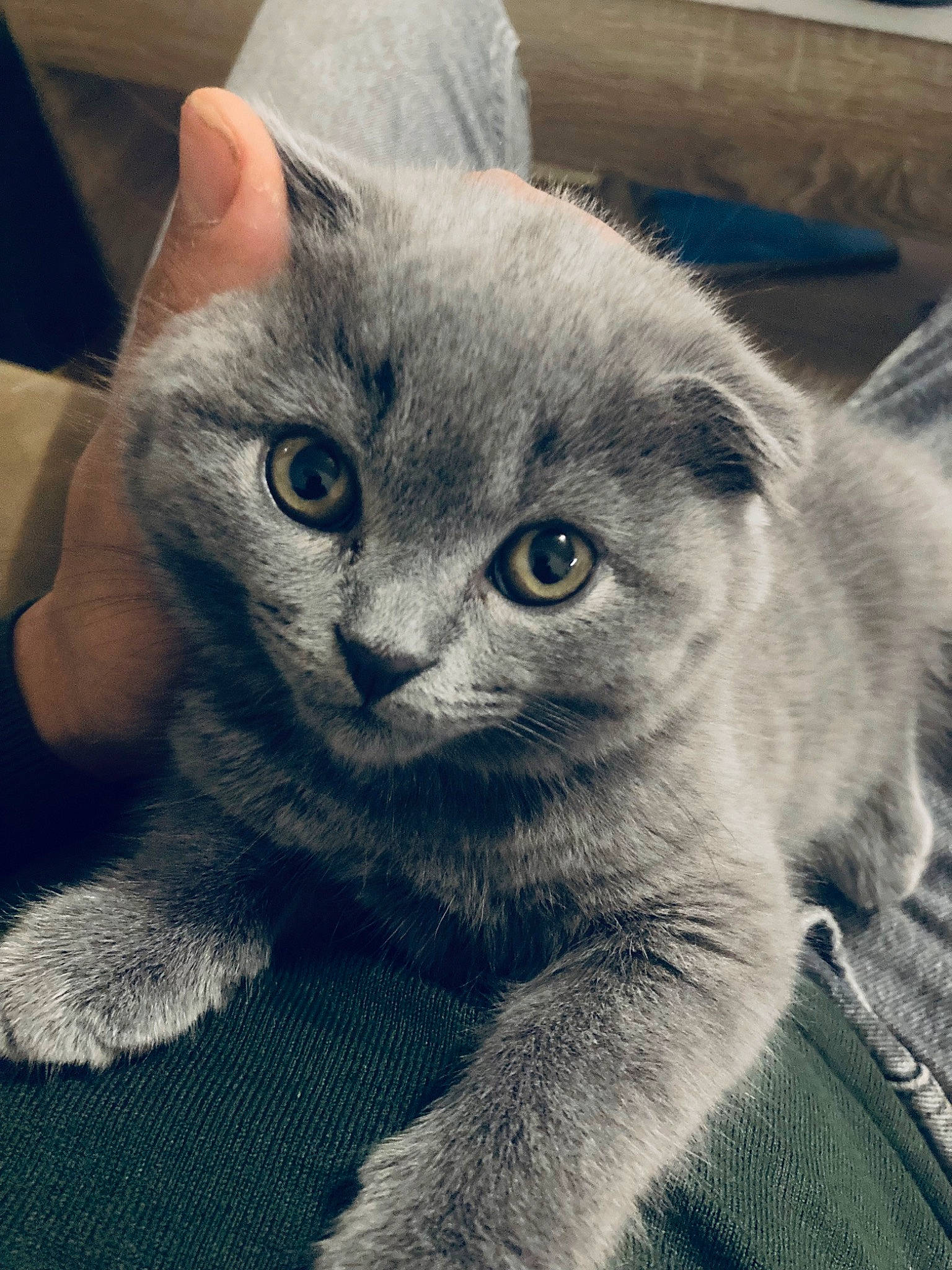 Kitsuné a rejoint le concours — aidez-le/la à gagner de superbes lots ! carnivore, cat, claw, comfort, domestic_short_haired_cat, electric_blue, felidae, fur, grey, paw, russian_blue, small_to_medium_sized_cats, snout, terrestrial_animal, whiskers