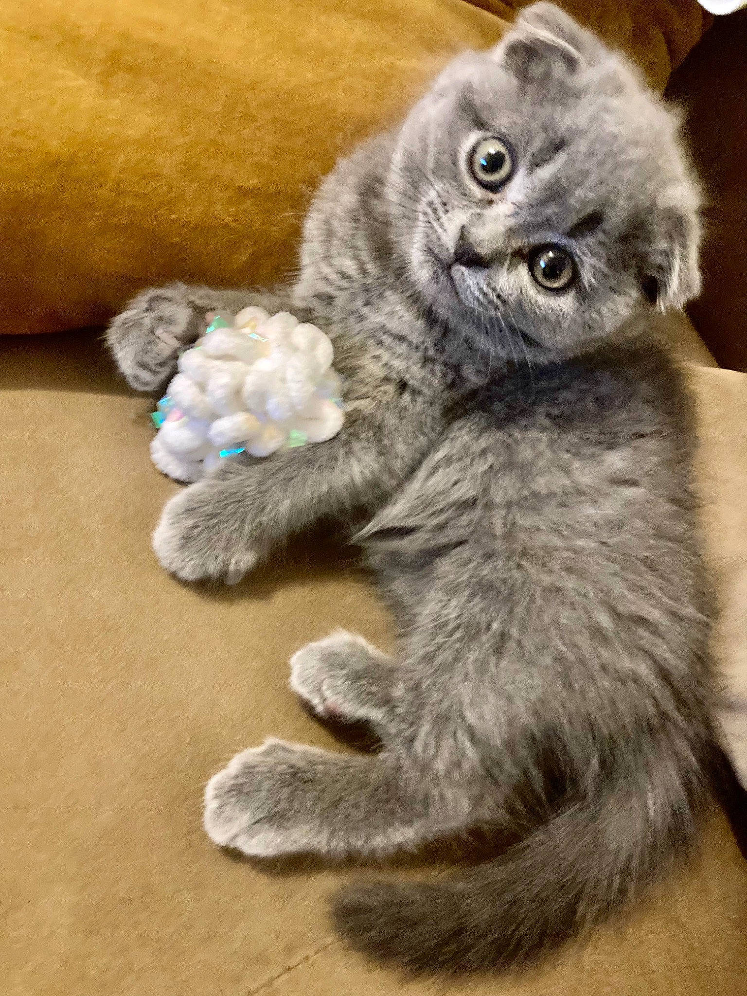 Kitsuné a rejoint le concours — aidez-le/la à gagner de superbes lots ! art, carnivore, cat, cat_toy, claw, comfort, domestic_short_haired_cat, fawn, felidae, flooring, fur, grey, paw, small_to_medium_sized_cats, snout, stuffed_toy, tail, terrestrial_animal, toy, whiskers