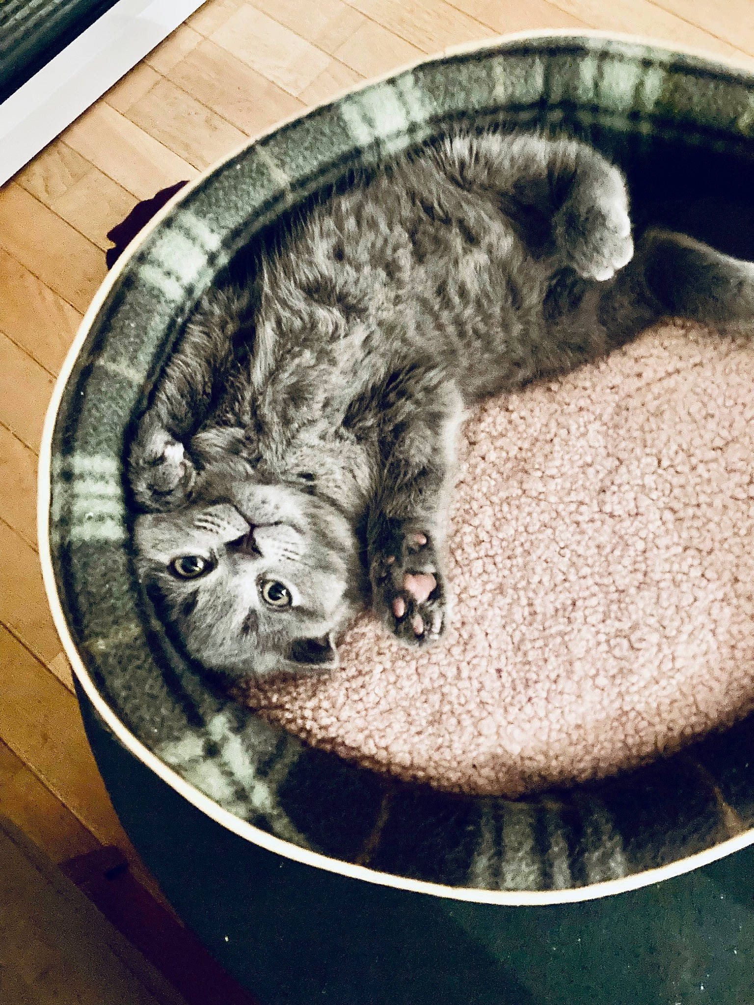 Kitsuné