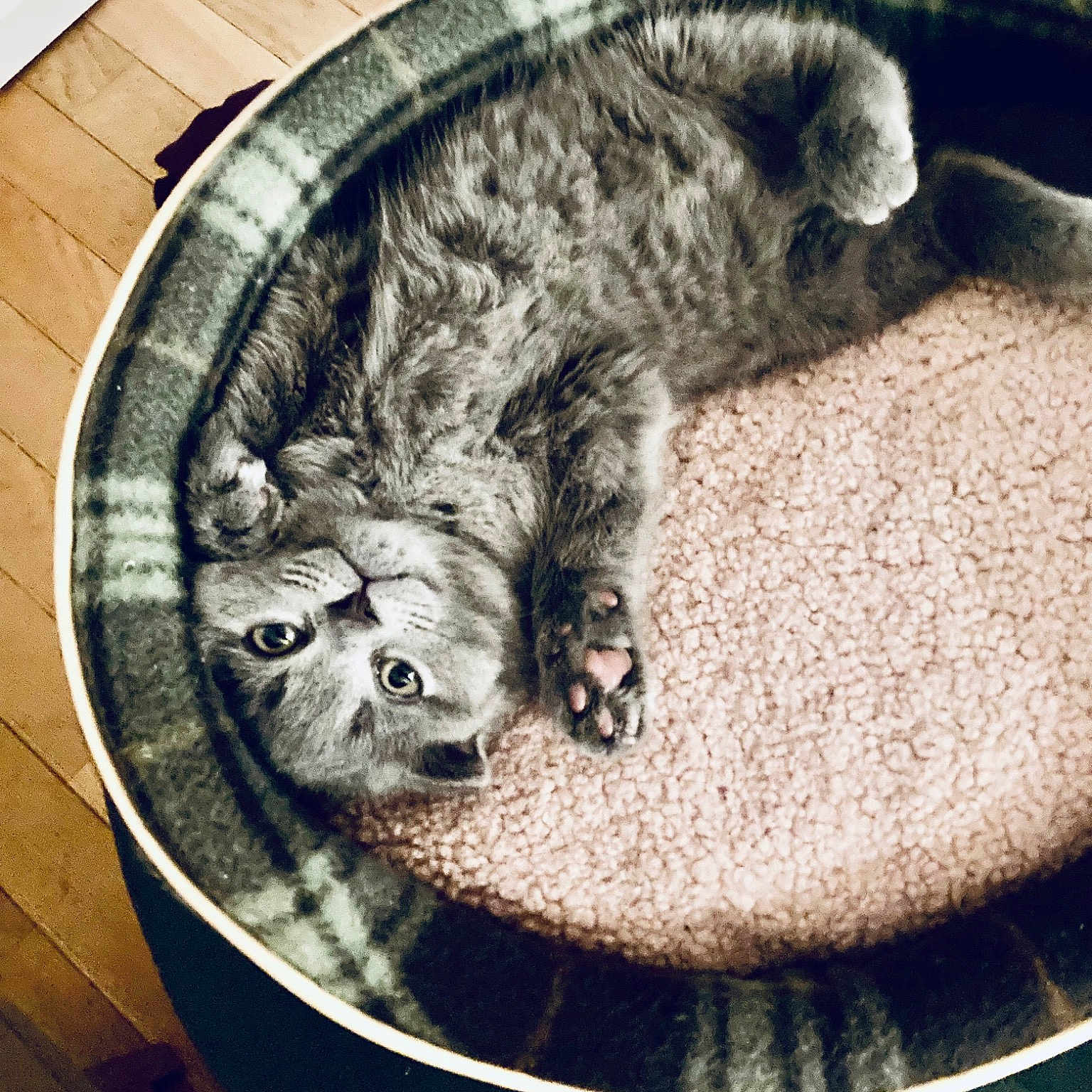 Kitsuné