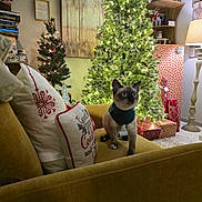 Teddy joined the competition — help win amazing prizes! bookshelf, carpet, cat, christmas_lights, christmas_tree, couch, cozy, decorative_pillow, festive, holiday_decor, home_interior, indoors, lamp, living_room, pet, pillow, siamese_cat, sweater, wooden_shelf, wrapped_presents