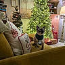 bookshelf, carpet, cat, christmas_lights, christmas_tree, couch, cozy, decorative_pillow, festive, holiday_decor, home_interior, indoors, lamp, living_room, pet, pillow, siamese_cat, sweater, wooden_shelf, wrapped_presents