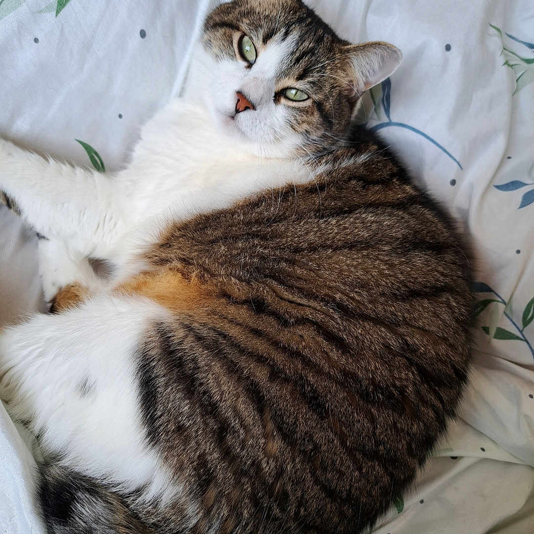Milo a rejoint le concours — aidez-le/la à gagner de superbes lots ! abyssinian, animal, bed, bedroom, blanket, cat, couch, cushion, furniture, hardwood, homedecor, indoors, kitten, manx, person, pet, quilt, room, sleeping, wood