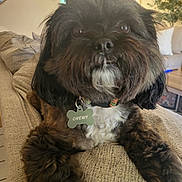 Chewy is registered to the contest to win money with this photo: animal, black, brown, canine, closeup, collar, couch, cute, dog, fluffy, furniture, home, indoor, living_room, pet, portrait, relaxed, resting, tag, white