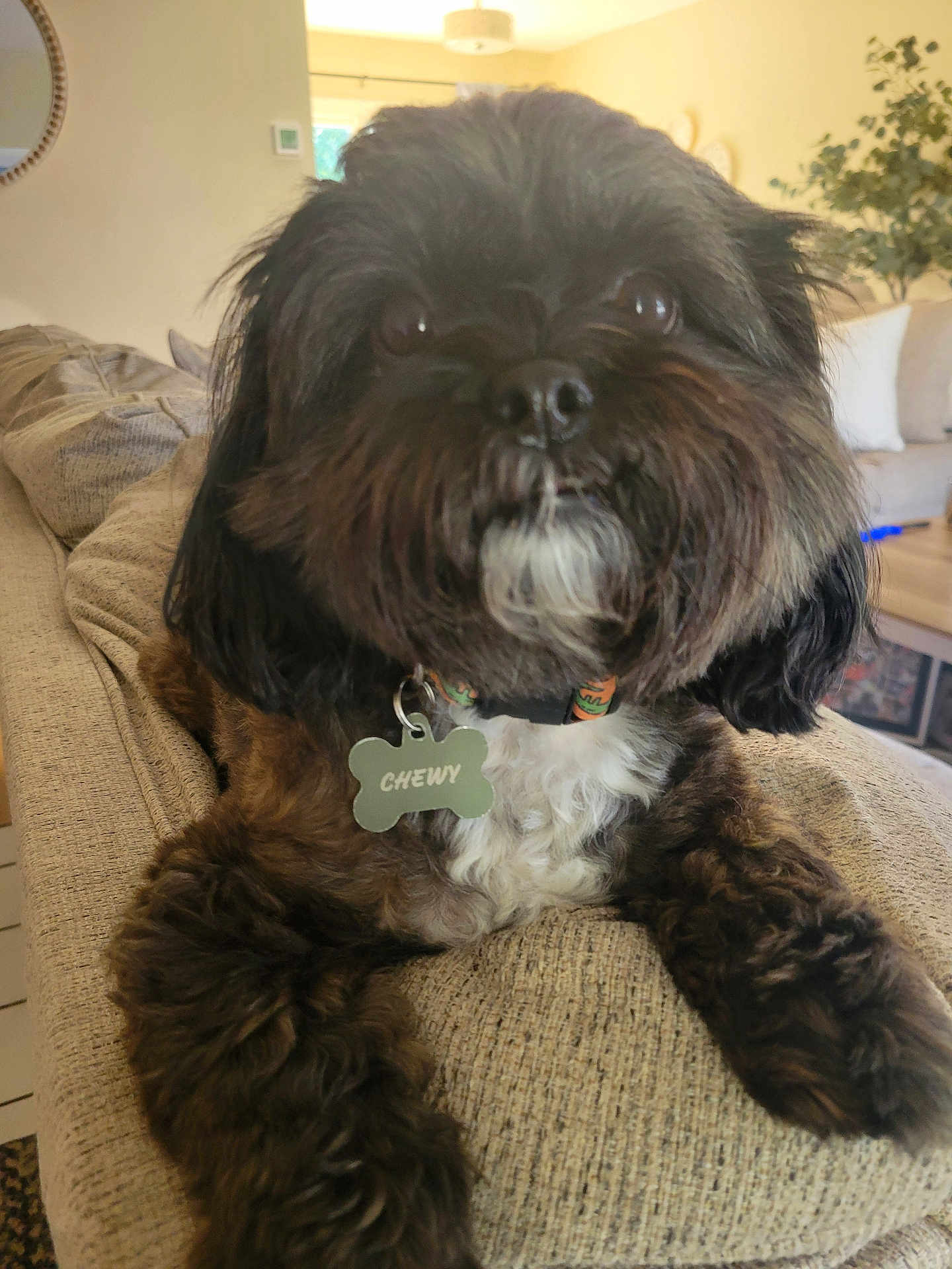 Chewy