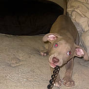 Nala is registered to the contest to win money with this photo: puppy, dog, pet, playing, couch, indoor, animal, cute, brown, young, canine, tugging, cord, ears, fur, paw, nail, looking, flash, red_eyes