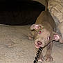 puppy, dog, pet, playing, couch, indoor, animal, cute, brown, young, canine, tugging, cord, ears, fur, paw, nail, looking, flash, red_eyes