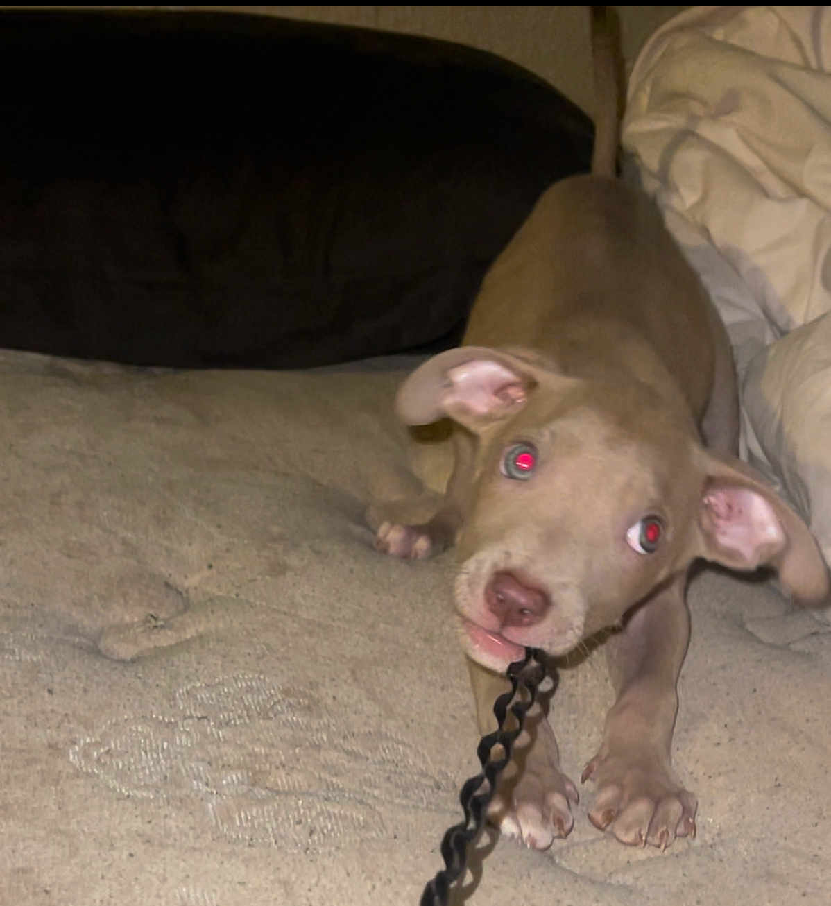 Nala