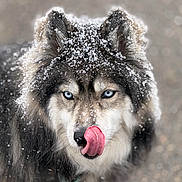 Luna is registered to the contest to win money with this photo: dog, husky, snow, tongue, licking, blue_eyes, fur, outdoor, winter, portrait, animal, pet, cute, muzzle, close_up, canine, fluffy, focused, nature, cold