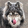 dog, husky, snow, tongue, licking, blue_eyes, fur, outdoor, winter, portrait, animal, pet, cute, muzzle, close_up, canine, fluffy, focused, nature, cold