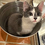 Jasper joined the competition — help win amazing prizes! cat, kitten, bucket, gray_and_white, indoor, floor, tile_floor, curious, pet, whiskers, ears, small, domestic_animal, container, metal, household, close_up, cute, young_cat, animal