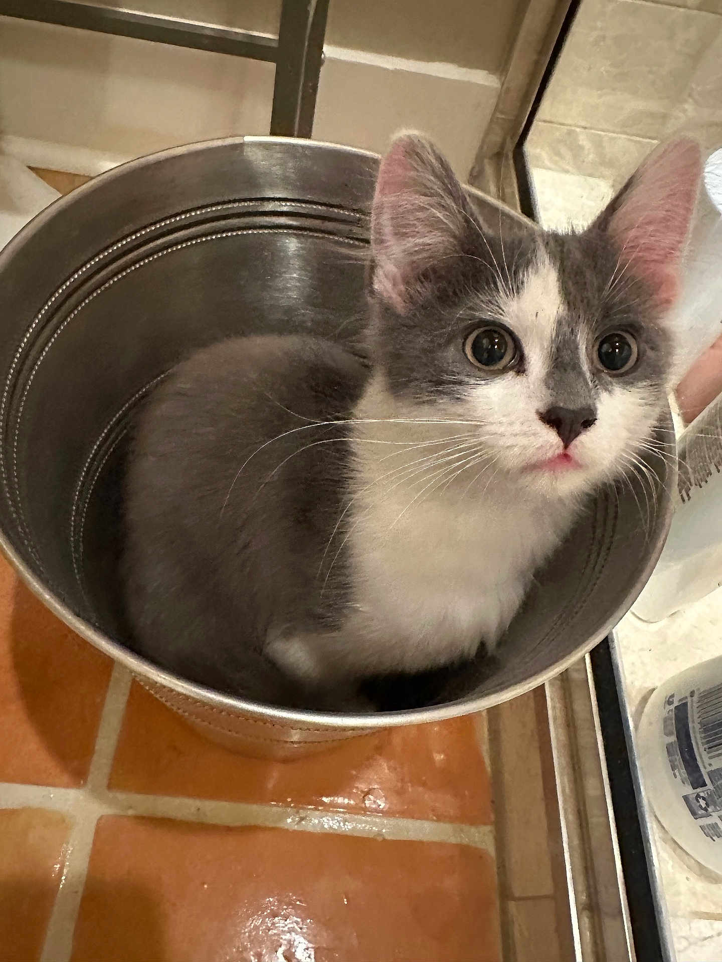 Jasper joined the competition — help win amazing prizes! cat, kitten, bucket, gray_and_white, indoor, floor, tile_floor, curious, pet, whiskers, ears, small, domestic_animal, container, metal, household, close_up, cute, young_cat, animal