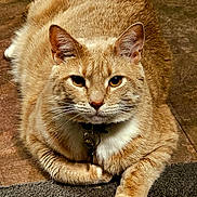 Tetra joined the competition — help win amazing prizes! cat, orange_tabby, pet, animal, feline, collar, tag, indoor, floor, paws, whiskers, ears, fur, eyes, portrait, resting, looking_at_camera, cute, domestic_cat, relaxed