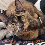 Waffles joined the competition — help win amazing prizes! amber_eyes, animal, black, blanket, cat, closeup, cozy, curious, cute, domestic_cat, fur, indoor, looking_up, orange, pet, resting, soft_texture, tortoiseshell_cat, whiskers, white