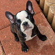Arnie is registered to the contest to win money with this photo: animal, bostonbull, boxer, bulldog, canine, dog, flagstone, frenchbulldog, path, pet, pitbull, puppy, walkway
