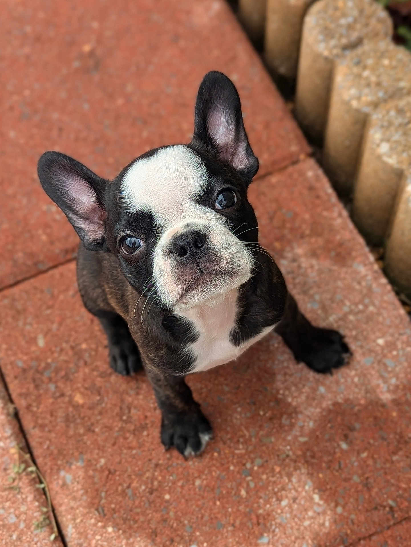Arnie is registered to the contest to win money with this photo: animal, bostonbull, boxer, bulldog, canine, dog, flagstone, frenchbulldog, path, pet, pitbull, puppy, walkway