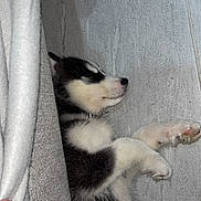 Snow participe au concours pour gagner de l'argent avec cette photo : puppy, dog, sleeping, husky, blanket, hand, floor, tile, fur, cute, pet, cozy, resting, animal, indoor, paw, black_and_white, young, small, domestic_animal