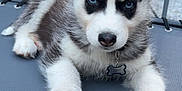 Snow a rejoint le concours — aidez-le/la à gagner de superbes lots ! puppy, dog, siberian_husky, blue_eyes, fur, outdoor, cot, pet, animal, young_dog, cute, resting, black_and_white_fur, collar, tag, person, hands, relaxing, summer, backyard