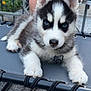 puppy, dog, siberian_husky, blue_eyes, fur, outdoor, cot, pet, animal, young_dog, cute, resting, black_and_white_fur, collar, tag, person, hands, relaxing, summer, backyard