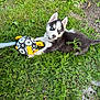 Snow participe au concours pour gagner de l'argent avec cette photo : puppy, dog, husky, grass, outdoor, playful, toy, soccer_ball, animal, pet, cute, blue_eyes, fur, nature, young, greenery, collar, paw_prints, summer, laying