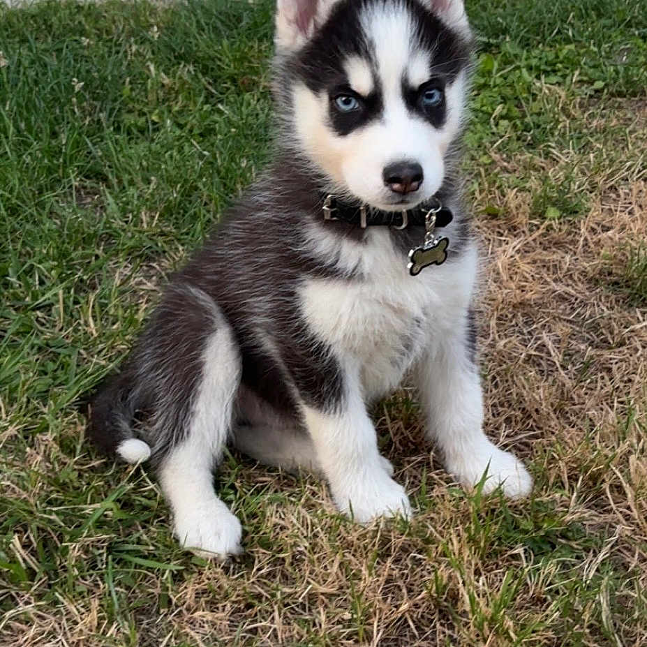 Snow participe au concours pour gagner de l'argent avec cette photo : animal, black_and_white, blue_eyes, bone_tag, canine, collar, cute, dog, ears, fur, grass, husky, nature, nose, outdoor, pet, portrait, puppy, sitting, young