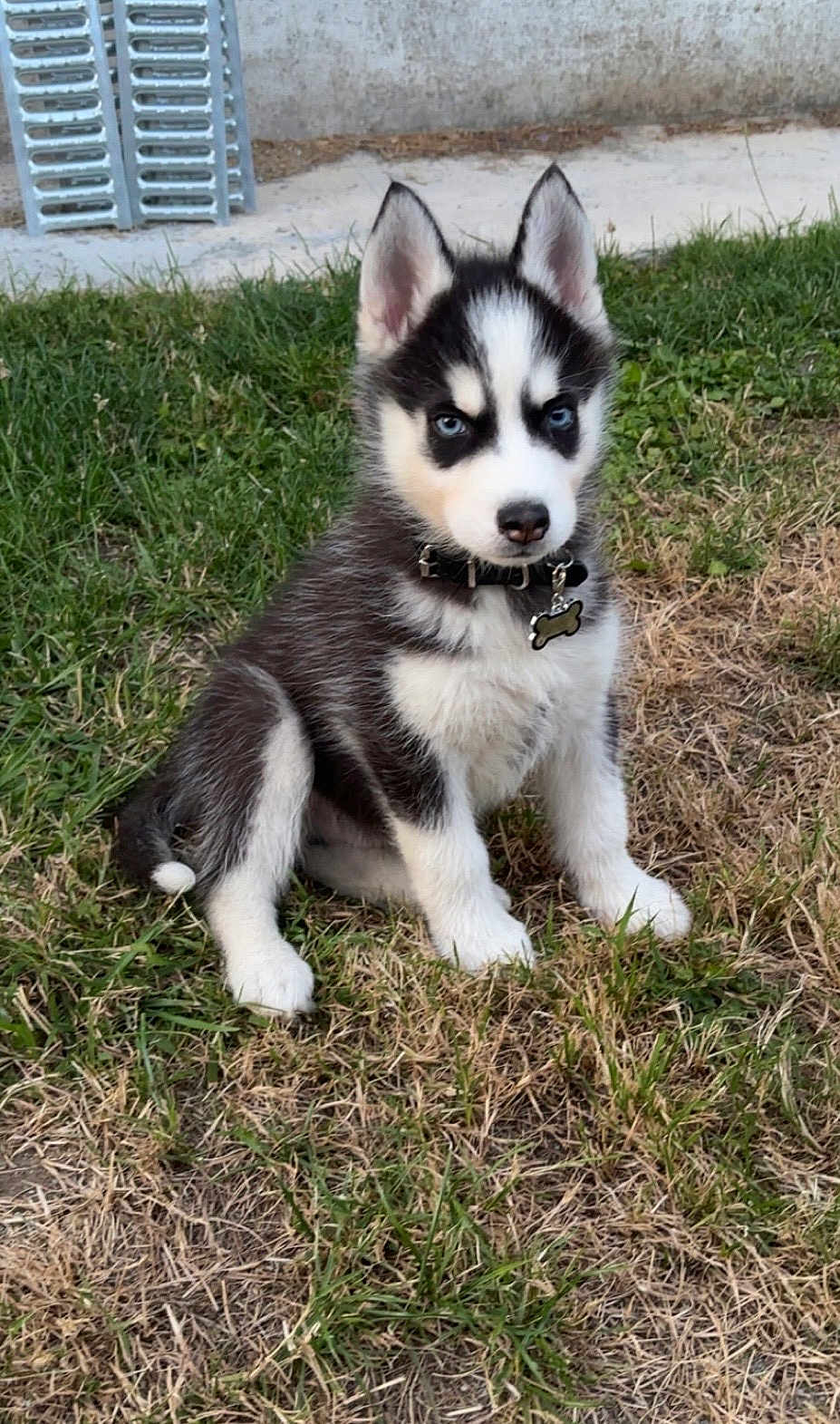 Snow participe au concours pour gagner de l'argent avec cette photo : puppy, dog, husky, blue_eyes, collar, bone_tag, grass, outdoor, pet, young, sitting, fur, black_and_white, cute, animal, canine, nature, ears, nose, portrait