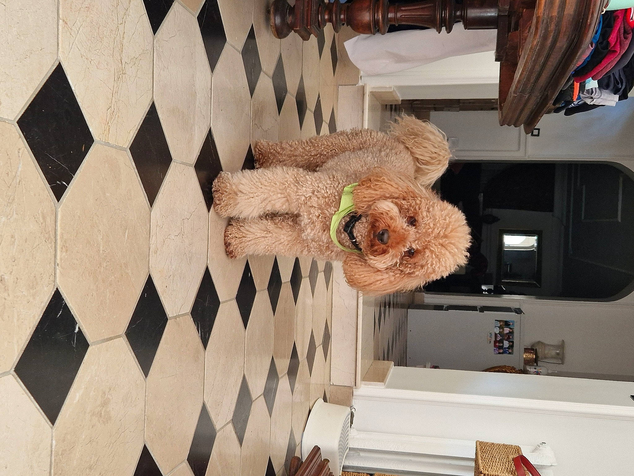 Grizzly a rejoint le concours — aidez-le/la à gagner de superbes lots ! ceiling, floor, flooring, flower, fur, hardwood, house, linens, pattern, peach, plant, room, shelf, shelving, stuffed_toy, toy, tree, twig, visual_arts, wood