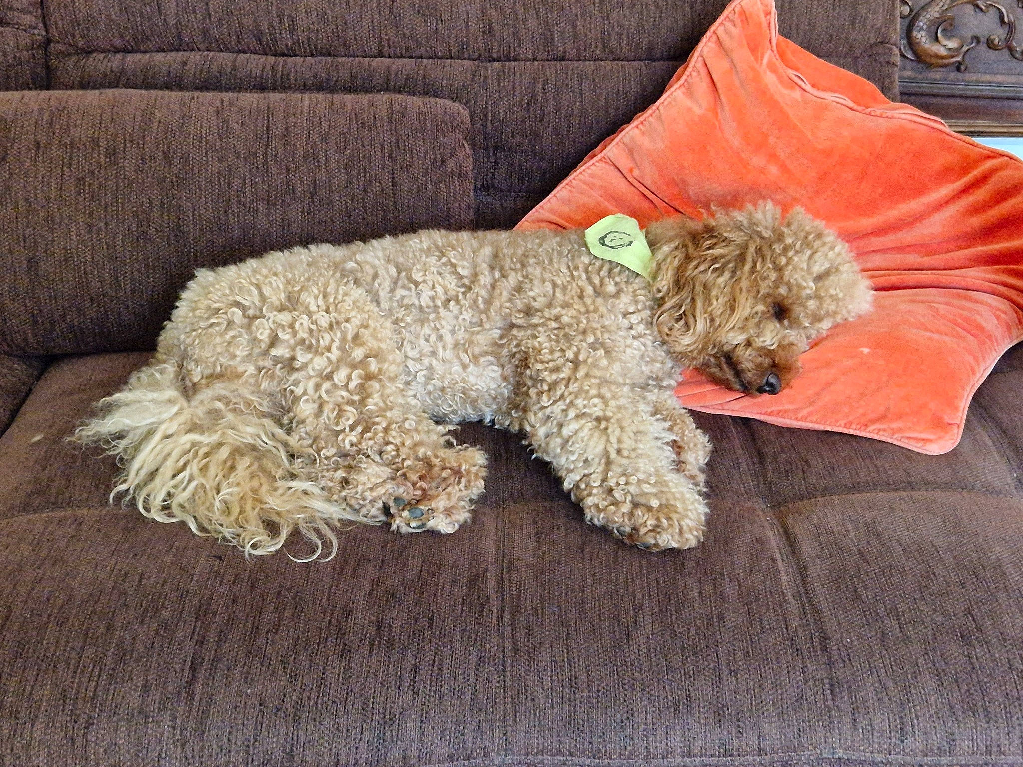 Grizzly a rejoint le concours — aidez-le/la à gagner de superbes lots ! canidae, carnivore, comfort, companion_dog, couch, dog, dog_breed, dog_collar, dog_supply, fawn, fiber, fur, glasses, poodle, poodle_crossbreed, sporting_group, terrier, toy_dog, water_dog, working_animal