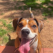Cacti is registered to the contest to win money with this photo: animal, brick, brown, canine, closeup, dog, ears, grass, happy, nature, nose, outdoor, paws, pet, playful, shadow, smiling, sunlight, tongue, white