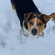 Captain is registered to the contest to win money with this photo: animal, black, brown, canine, collar, cute, dog, ears, friendly, fur, looking_up, nose, outdoor, pet, playful, snow, tag, white, winter, young