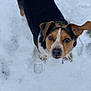 Captain joined the competition — help win amazing prizes! animal, black, brown, canine, collar, cute, dog, ears, friendly, fur, looking_up, nose, outdoor, pet, playful, snow, tag, white, winter, young