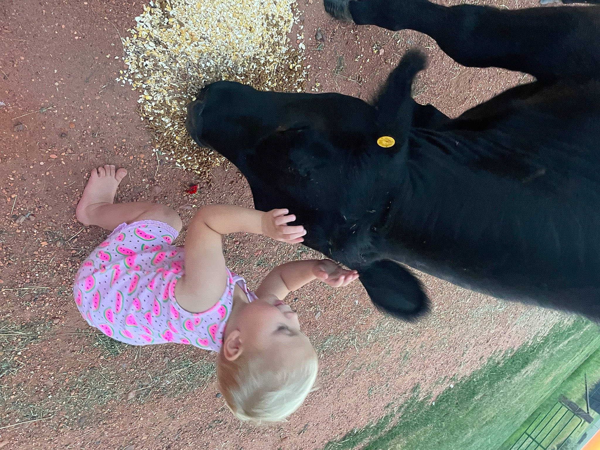 Bexley is registered to the contest to win money with this photo: baby, barefoot, child, finger, foot, fun, fur, gesture, grass, happy, human_leg, leisure, nail, organism, people_in_nature, person, personal_protective_equipment, play, thigh, toddler