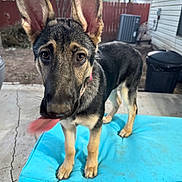 Jelli Bean is registered to the contest to win money with this photo: dog, german_shepherd, puppy, blue_cushion, outdoor, backyard, fence, tongue, motion_blur, playful, pet, animal, ears, concrete, trash_can, house, window, tree, collar, curious