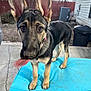 dog, german_shepherd, puppy, blue_cushion, outdoor, backyard, fence, tongue, motion_blur, playful, pet, animal, ears, concrete, trash_can, house, window, tree, collar, curious