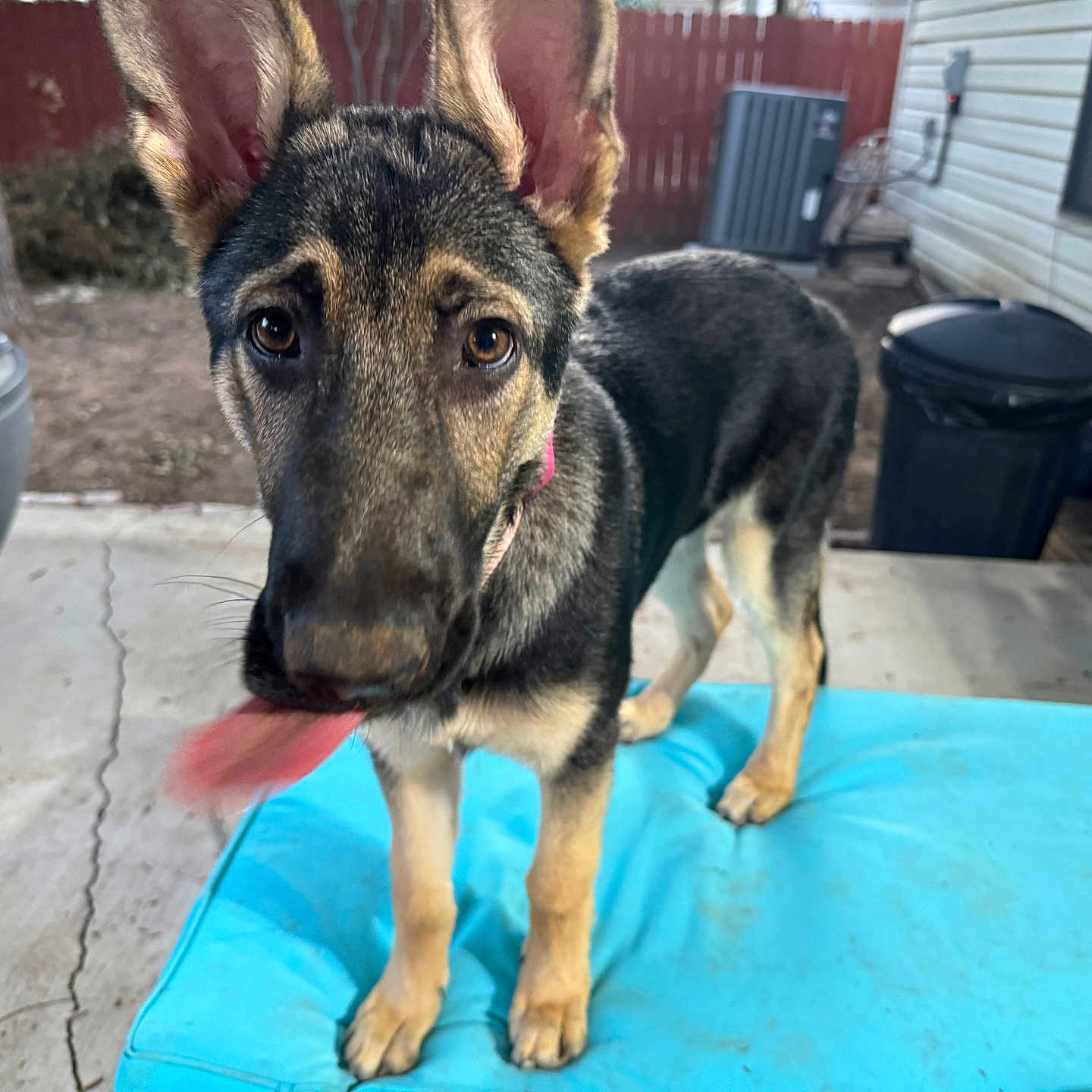Jelli Bean is registered to the contest to win money with this photo: animal, backyard, blue_cushion, collar, concrete, curious, dog, ears, fence, german_shepherd, house, motion_blur, outdoor, pet, playful, puppy, tongue, trash_can, tree, window