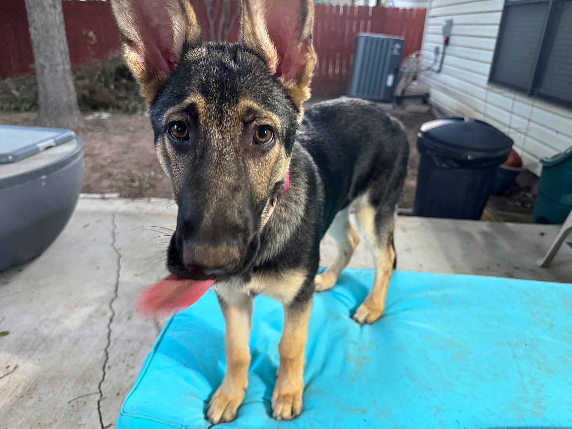 Jelli Bean is registered to the contest to win money with this photo: dog, german_shepherd, puppy, blue_cushion, outdoor, backyard, fence, tongue, motion_blur, playful, pet, animal, ears, concrete, trash_can, house, window, tree, collar, curious