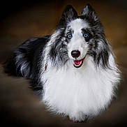 Deuce joined the competition — help win amazing prizes! animal, black_and_white, blue_eyes, canine, close_up, cute, dog, domestic_animal, ears, fluffy_fur, friendly, furry, happy, indoor, long_fur, lying_down, muzzle, pet, portrait, smiling